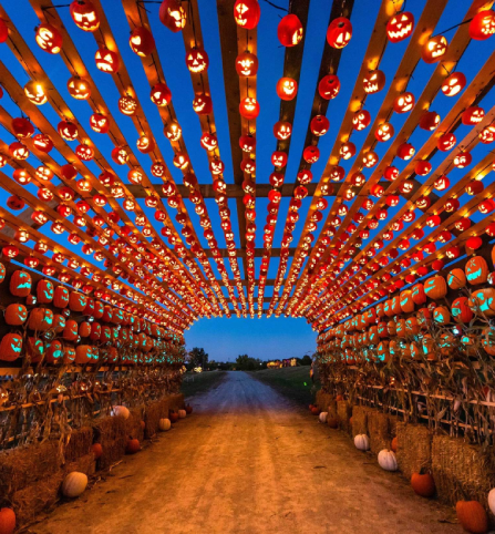 pumpkin-tunnel